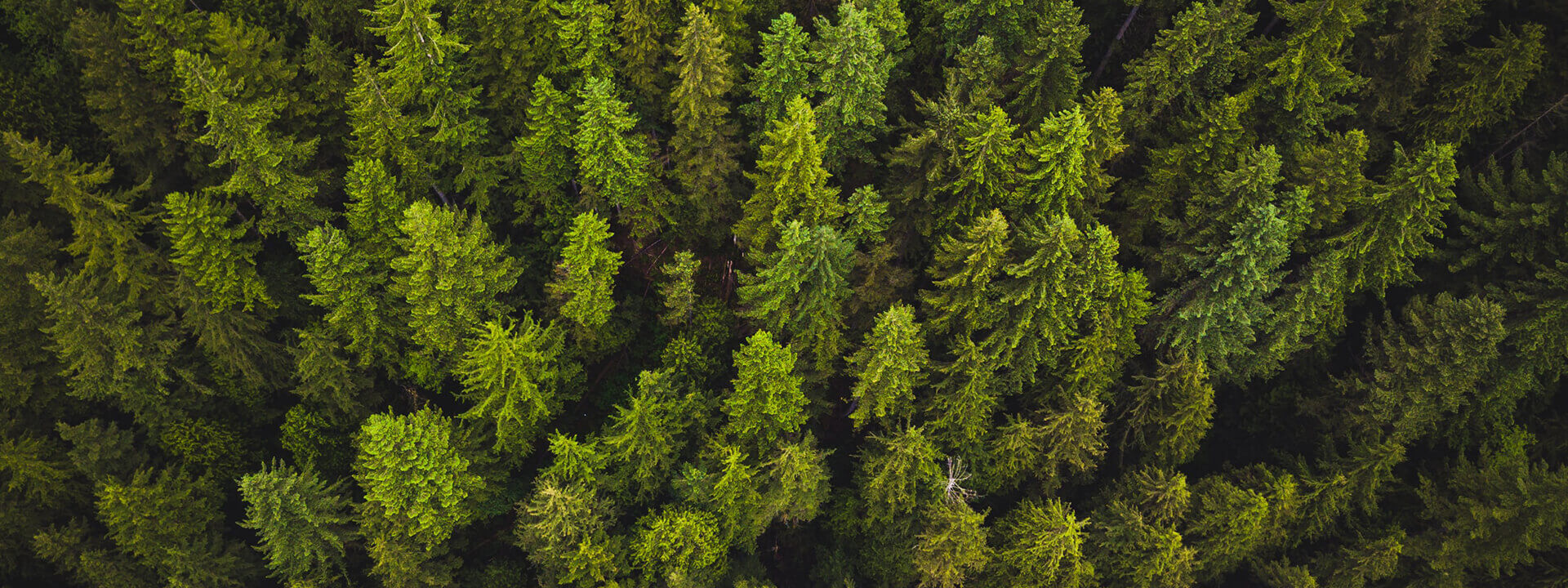 Arial shot of a green forest canopy